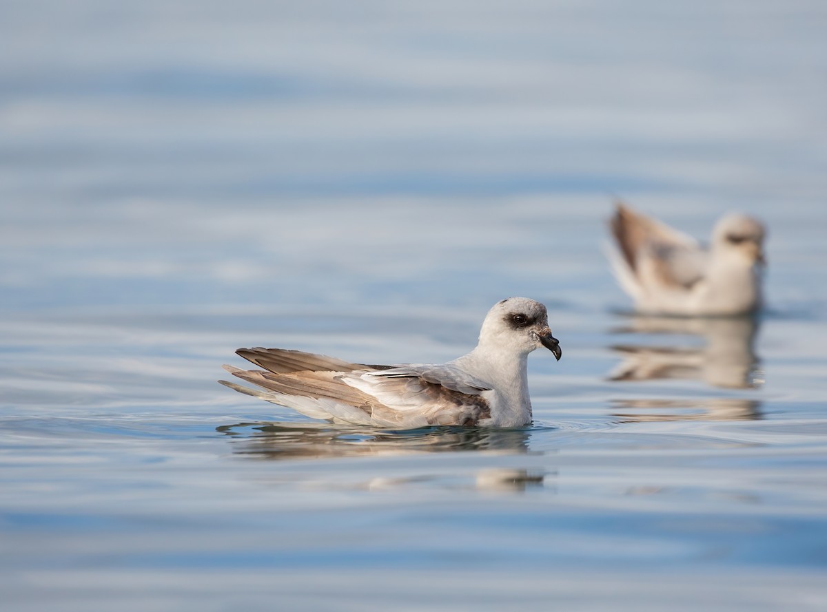 Fork-tailed Storm-Petrel - ML356509411