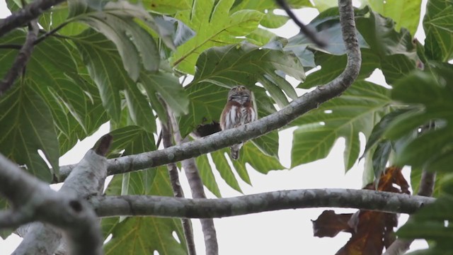 Least Pygmy-Owl - ML356513111