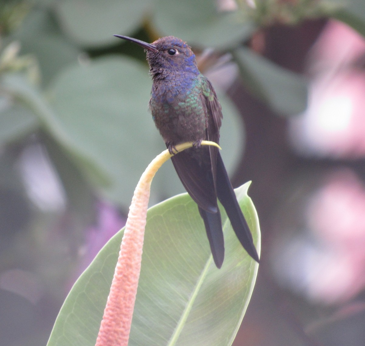 Swallow-tailed Hummingbird - ML356514561