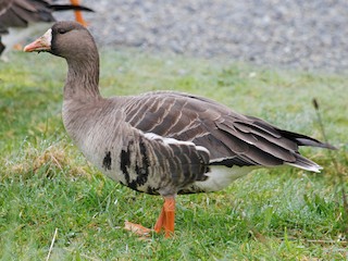 Greater White-fronted Goose, ML35651511