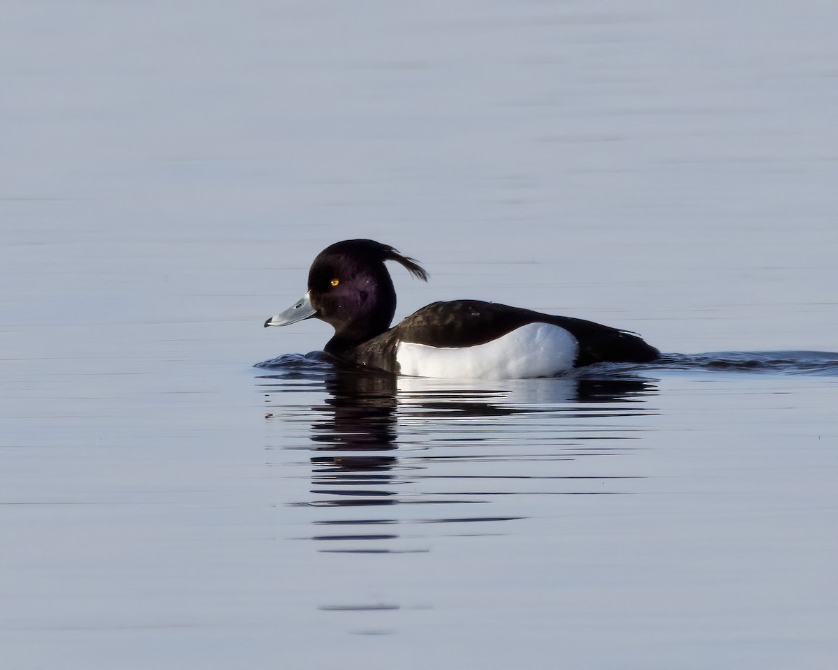 Tufted Duck - ML356518991