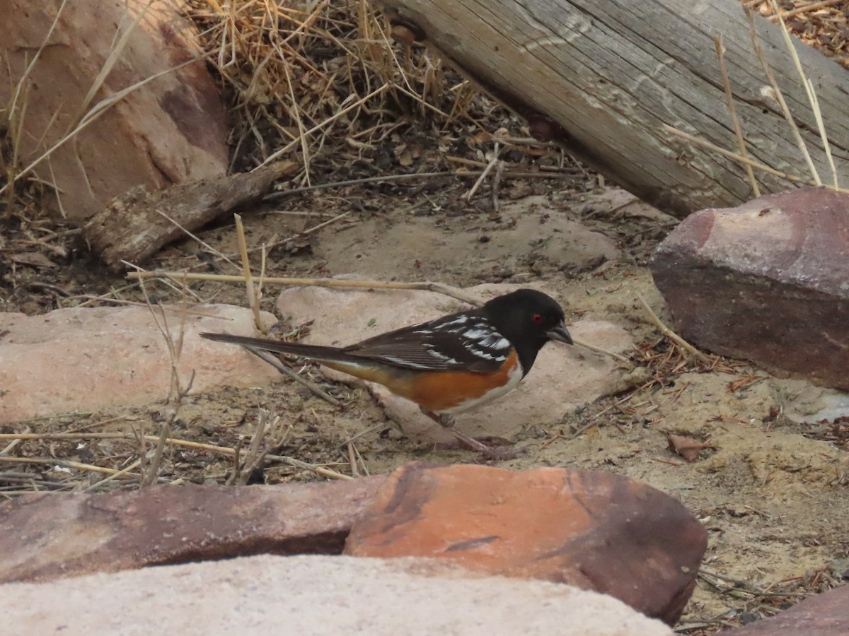 Spotted Towhee - ML356519341