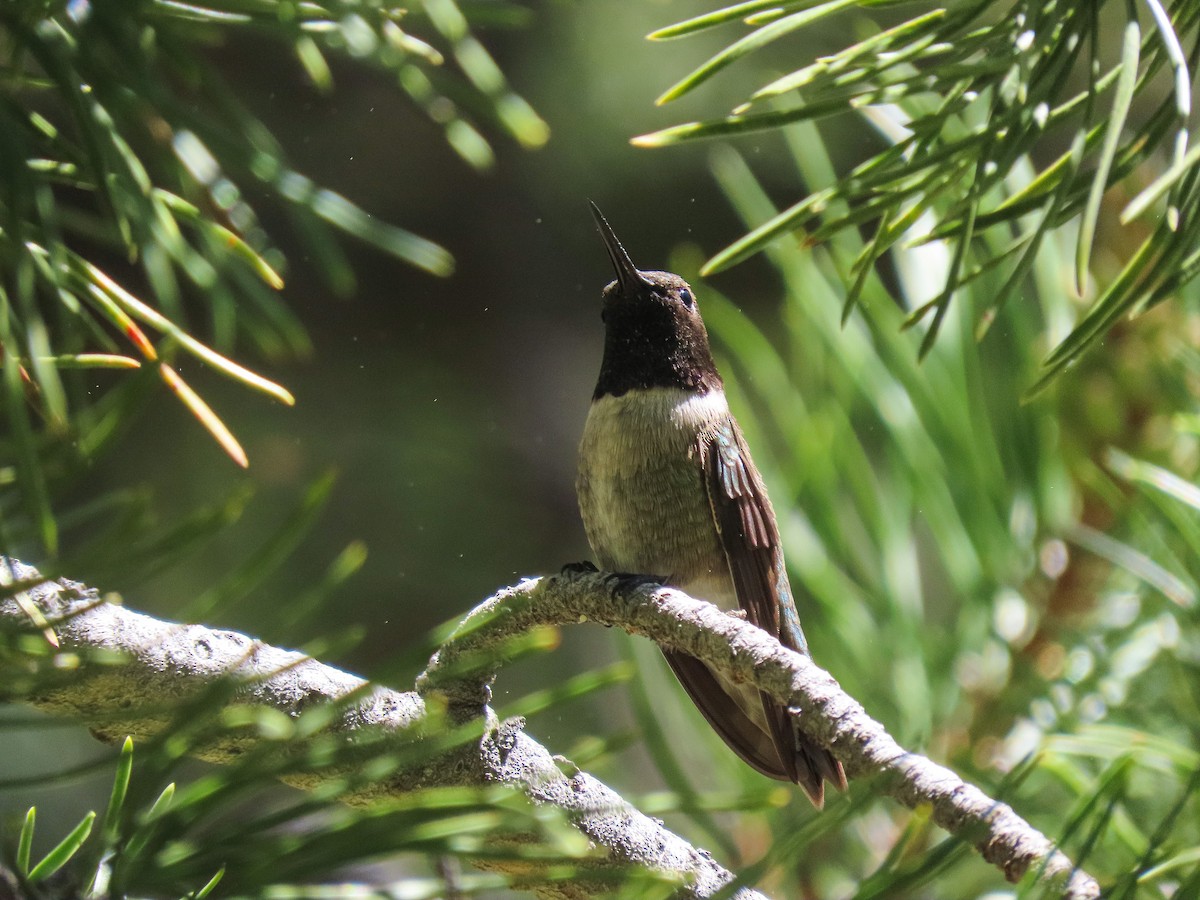 Black-chinned Hummingbird - Trevor Leitz