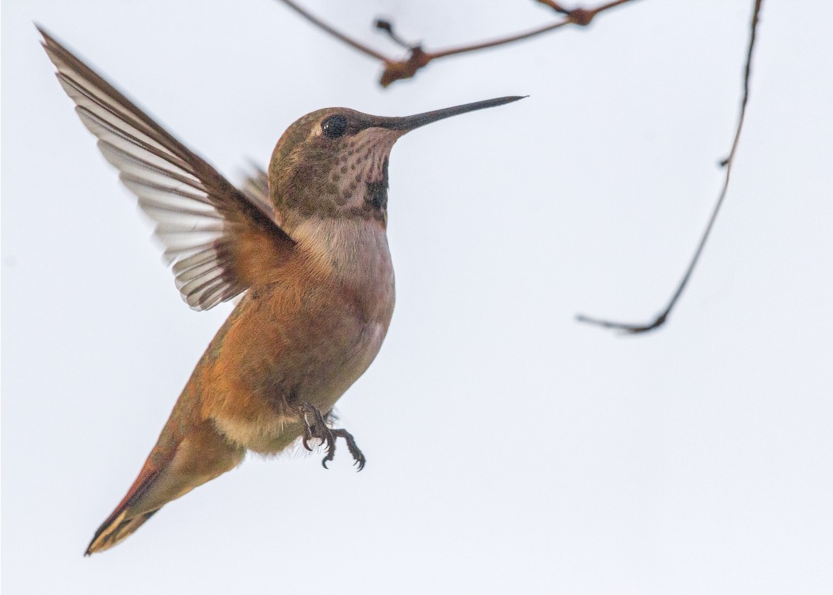 Rufous Hummingbird - Darren Pendleton