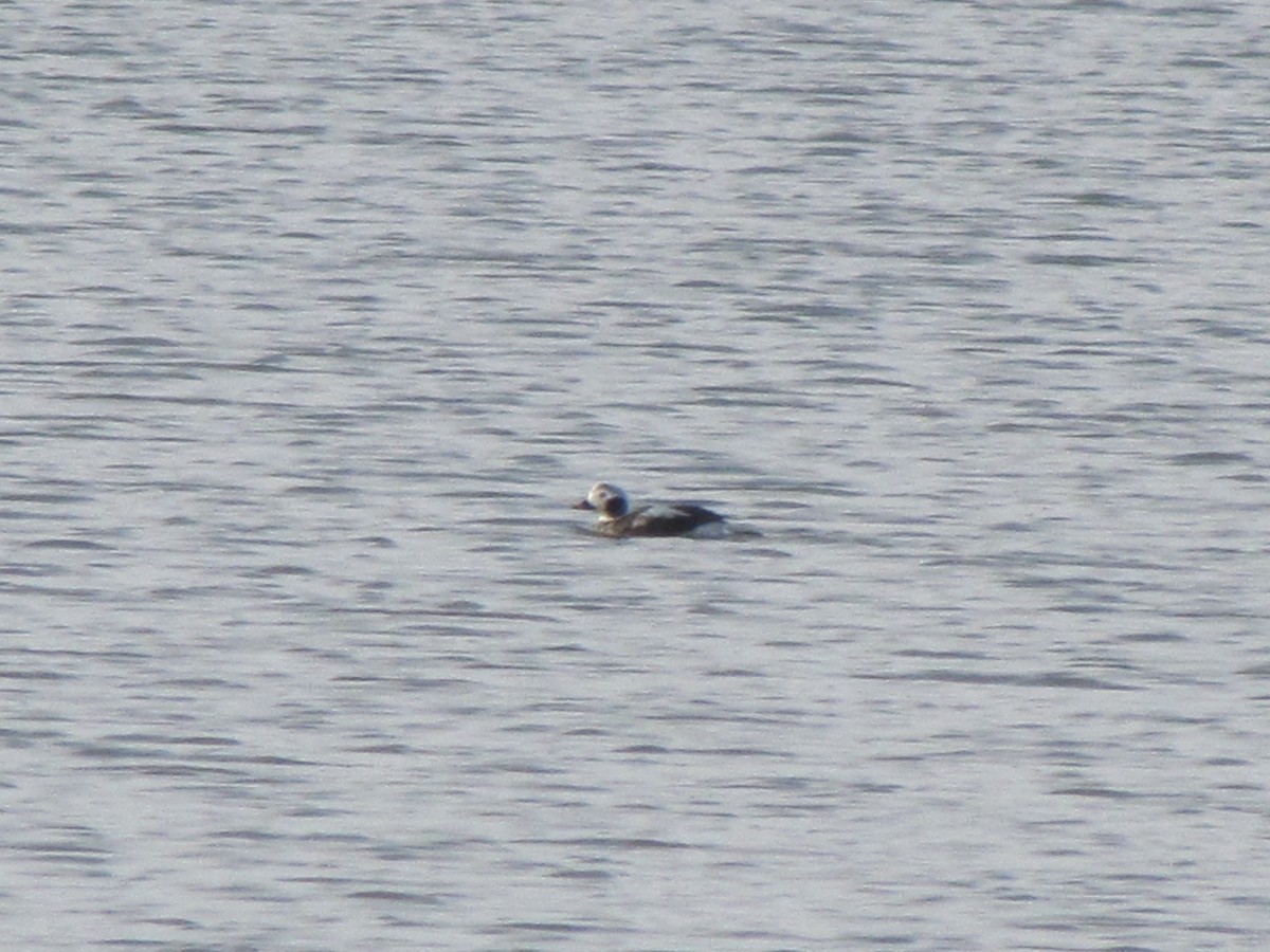Long-tailed Duck - ML356531621