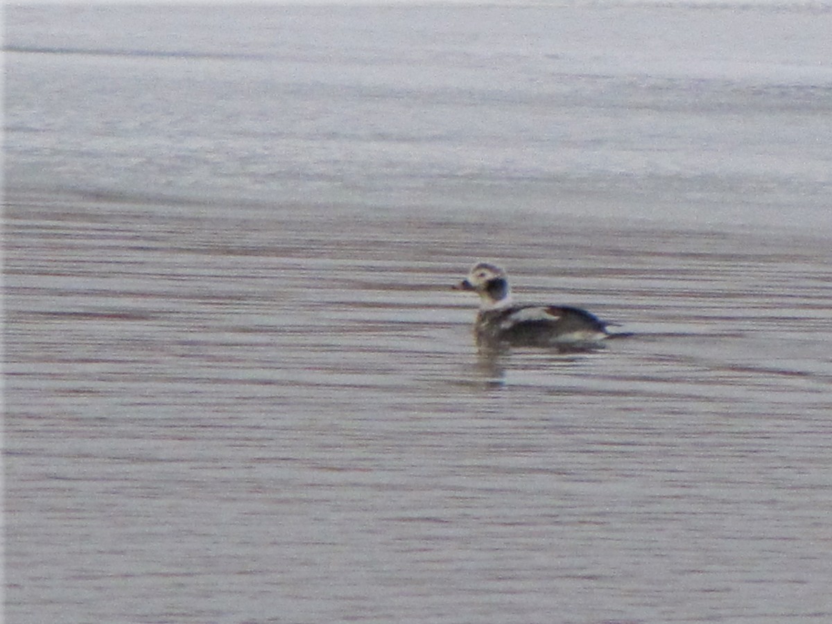 Long-tailed Duck - ML356531651