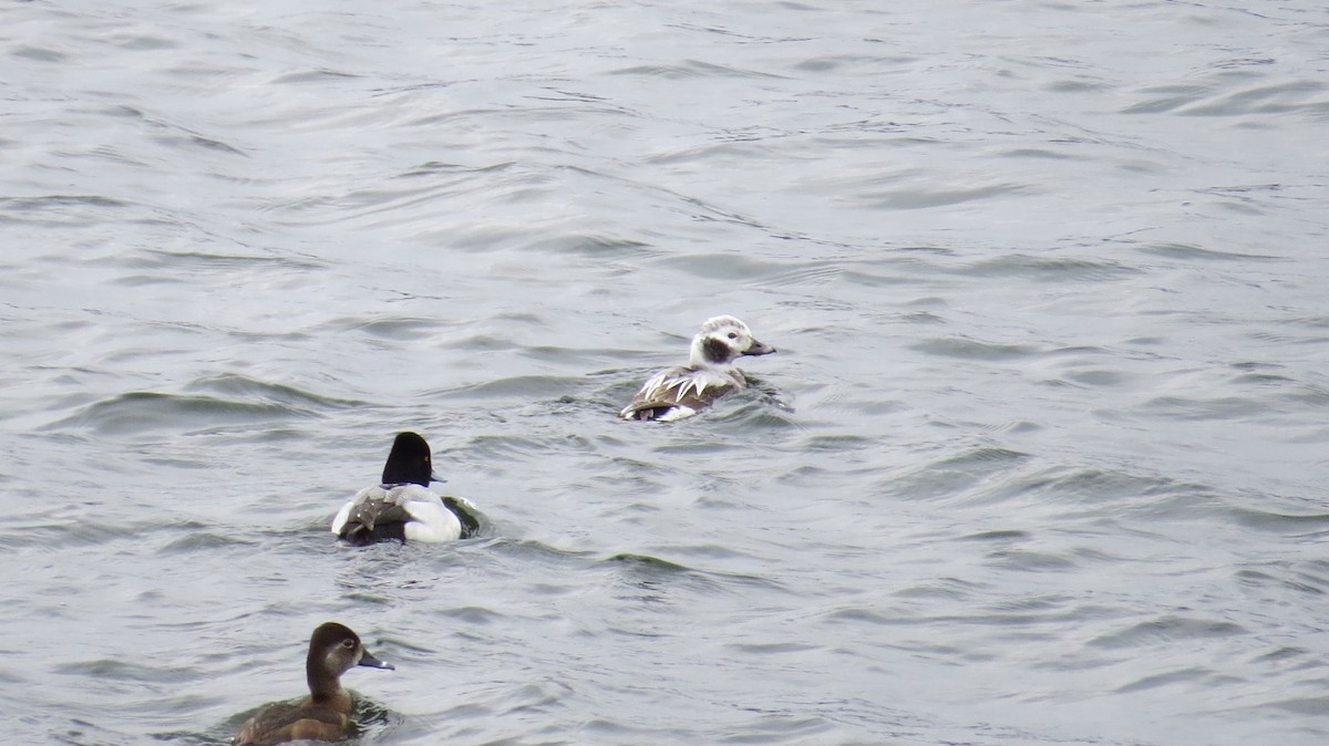 Long-tailed Duck - ML356532641