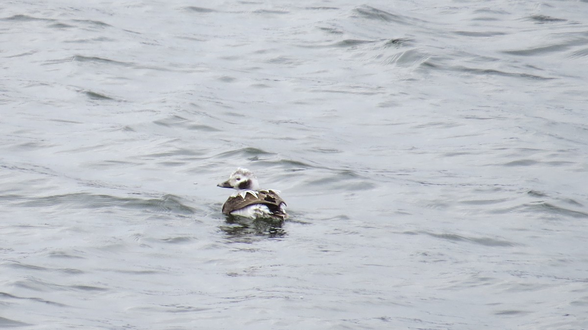 Long-tailed Duck - ML356532651