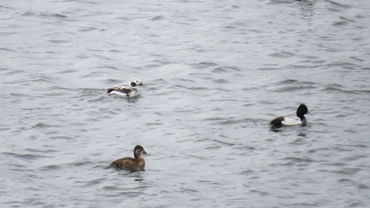 Long-tailed Duck - ML356532671