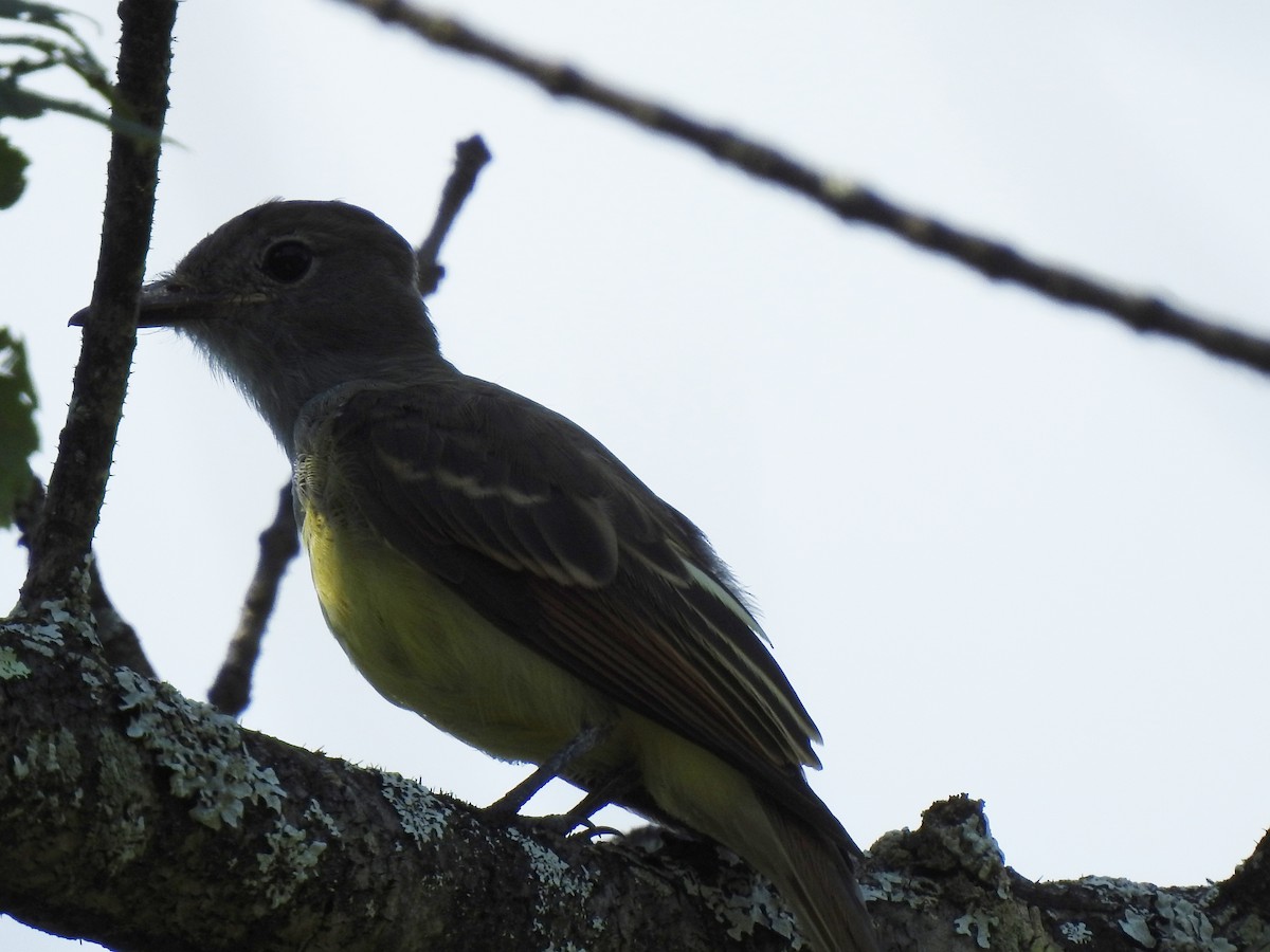 Great Crested Flycatcher - ML356537241