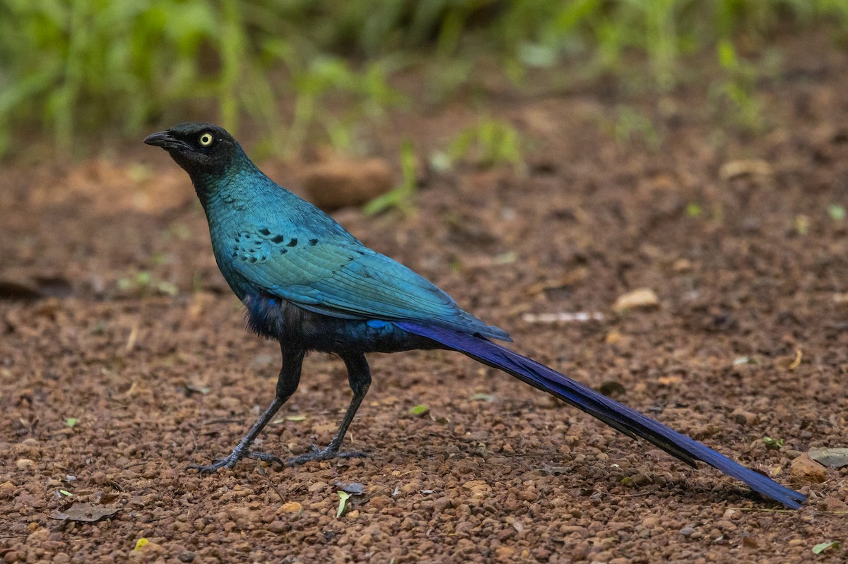 Long-tailed Glossy Starling - ML356539391