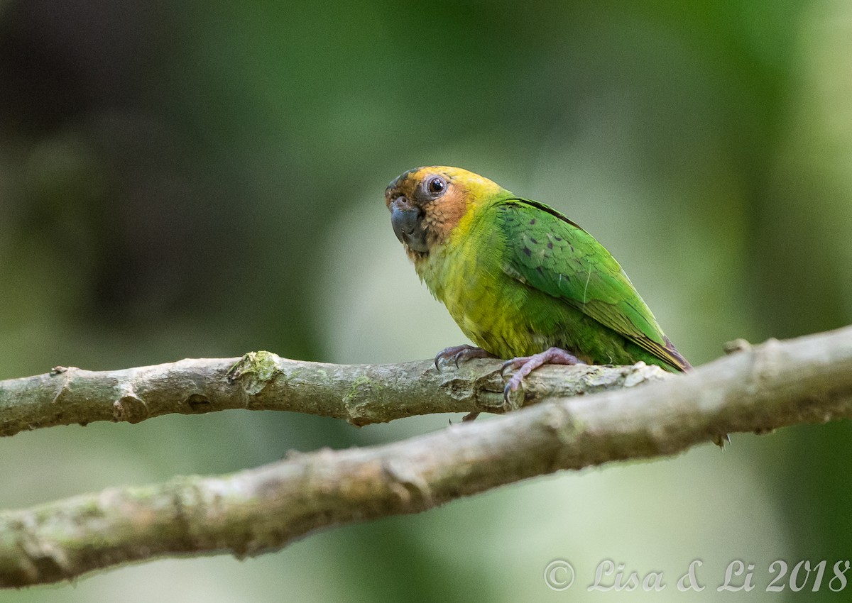 Buff-faced Pygmy-Parrot - ML356541821
