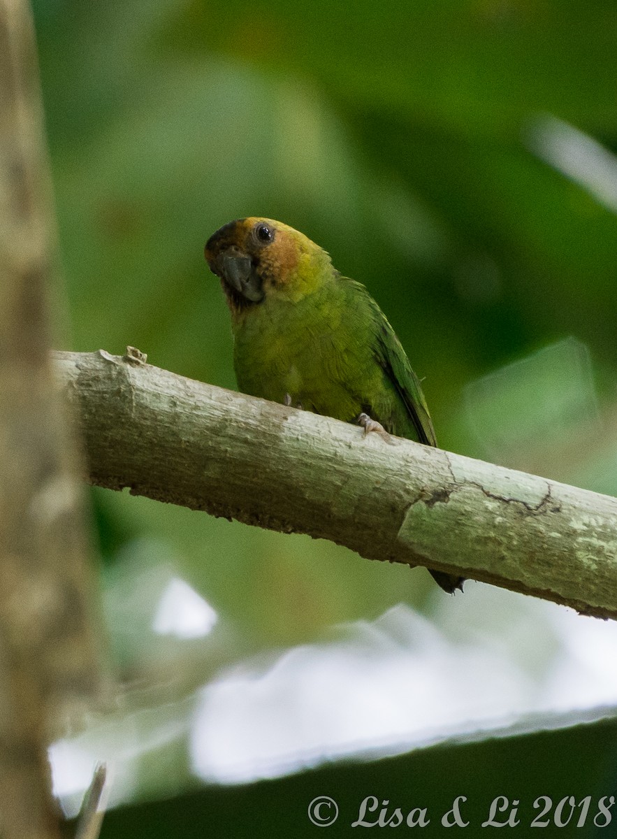 Buff-faced Pygmy-Parrot - ML356541871