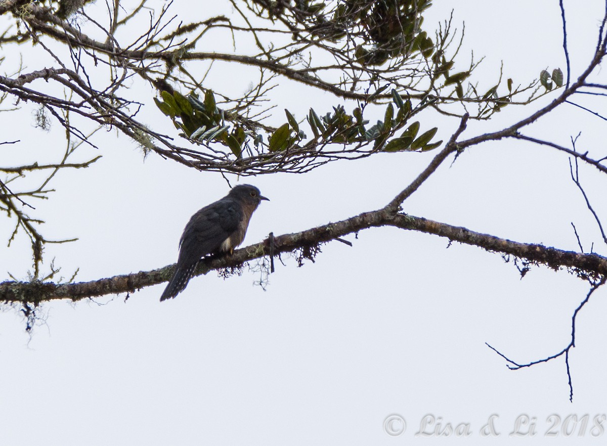 Fan-tailed Cuckoo - Lisa & Li Li