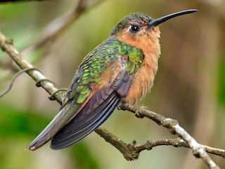  - Rufous Sabrewing