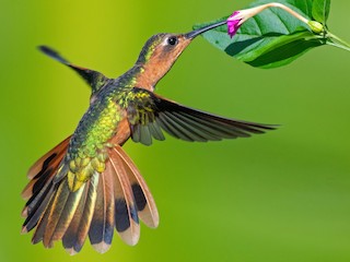  - Rufous Sabrewing