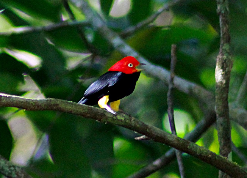 Red-capped Manakin - ML35655511