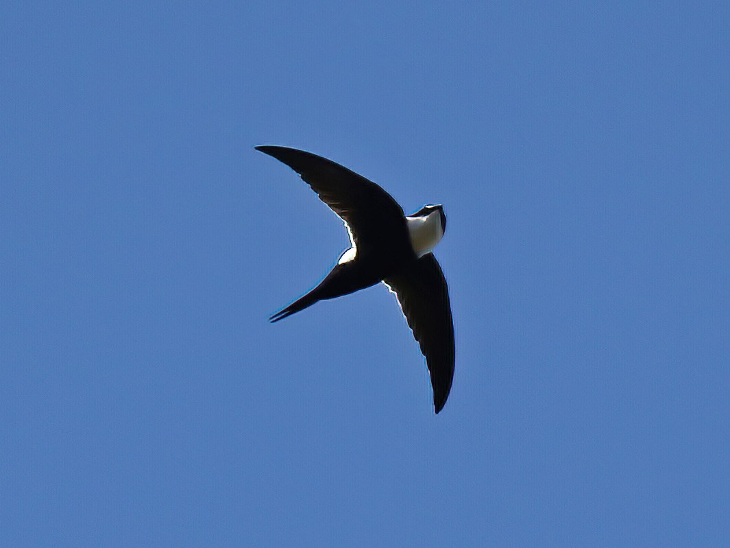 Lesser Swallow-tailed Swift - Per Smith
