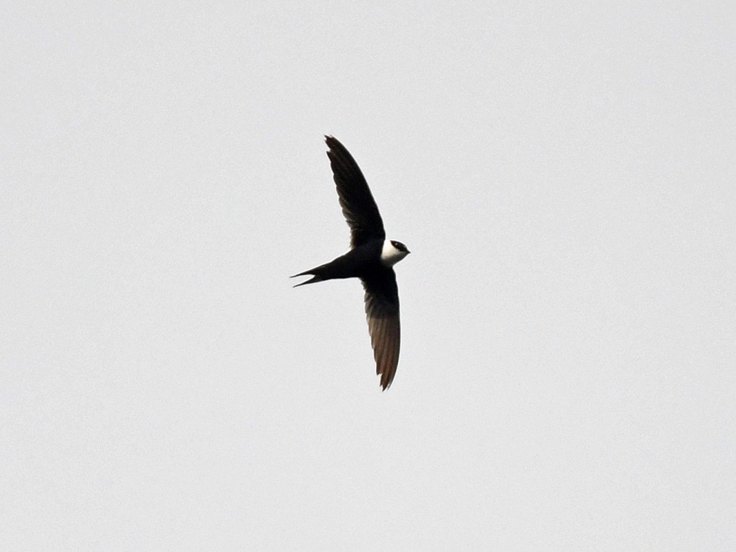 Lesser Swallow-tailed Swift - eBird