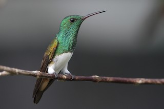  - Snowy-bellied Hummingbird