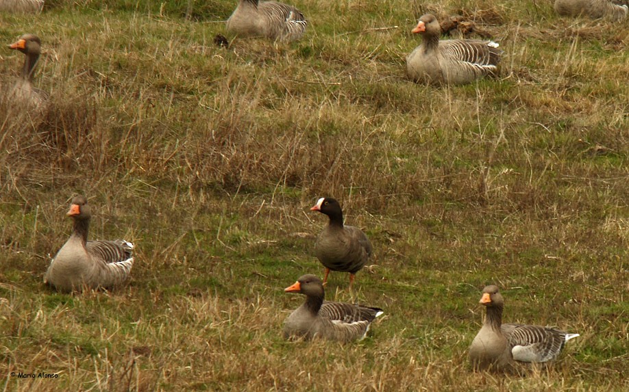 Lesser White-fronted Goose - Mario Alonso