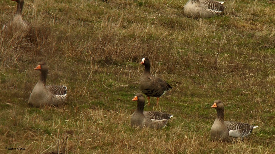Lesser White-fronted Goose - Mario Alonso