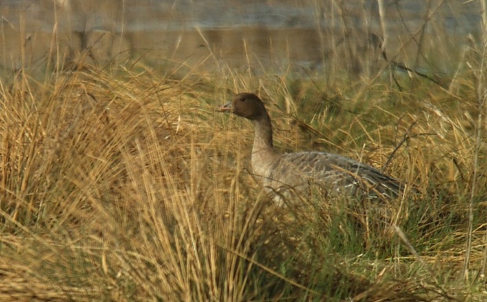 Pink-footed Goose - Mario Alonso