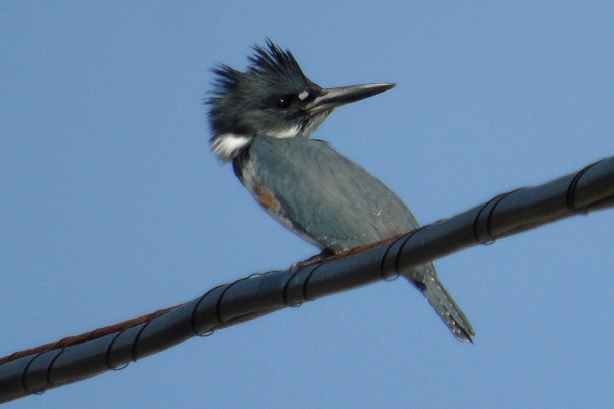Belted Kingfisher - Larry Neily