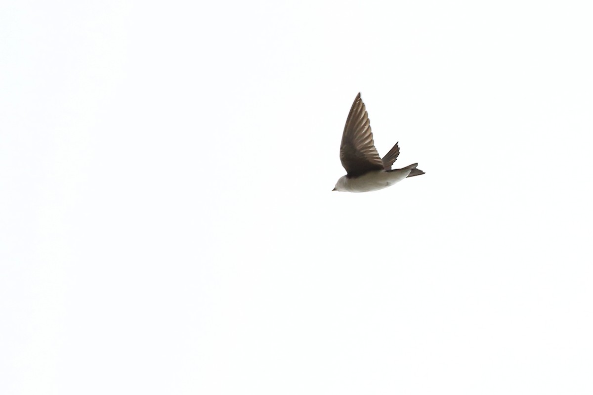 Tree Swallow - Tim Lenz