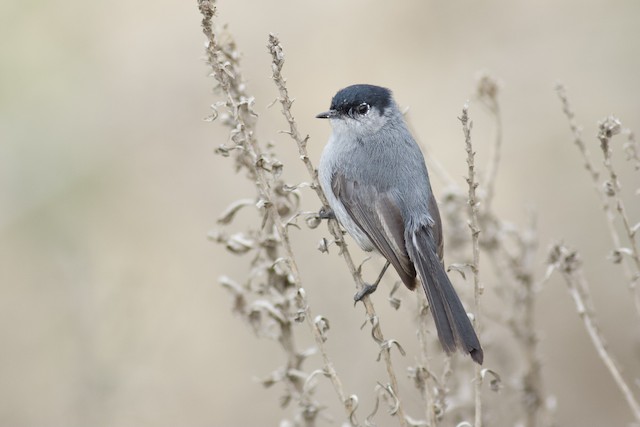 Coastal California Gnatcatcher (Polioptila californica californica)