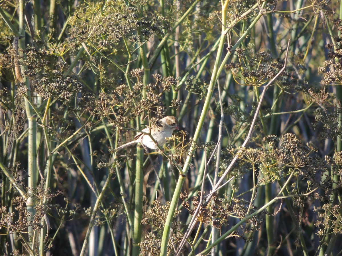 Clay-colored Sparrow - ML35658131