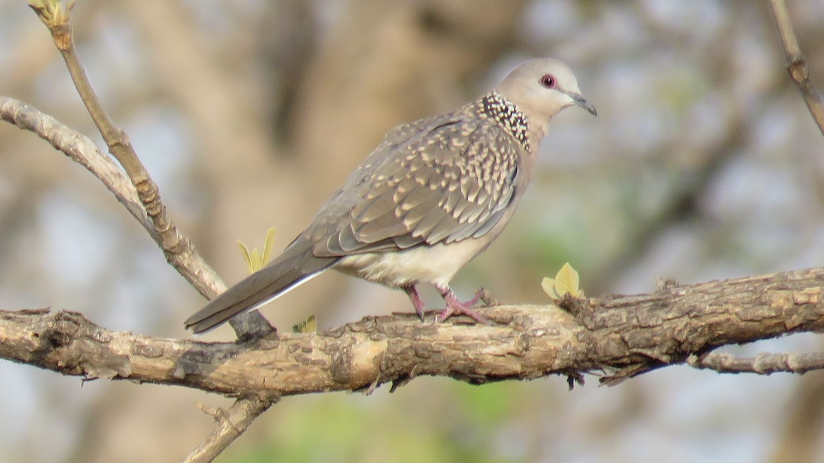 Spotted Dove - ML356585291