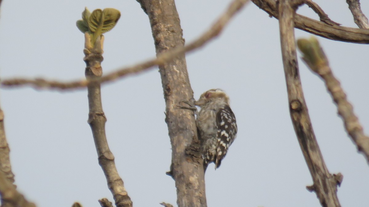 Brown-capped Pygmy Woodpecker - ML356585431