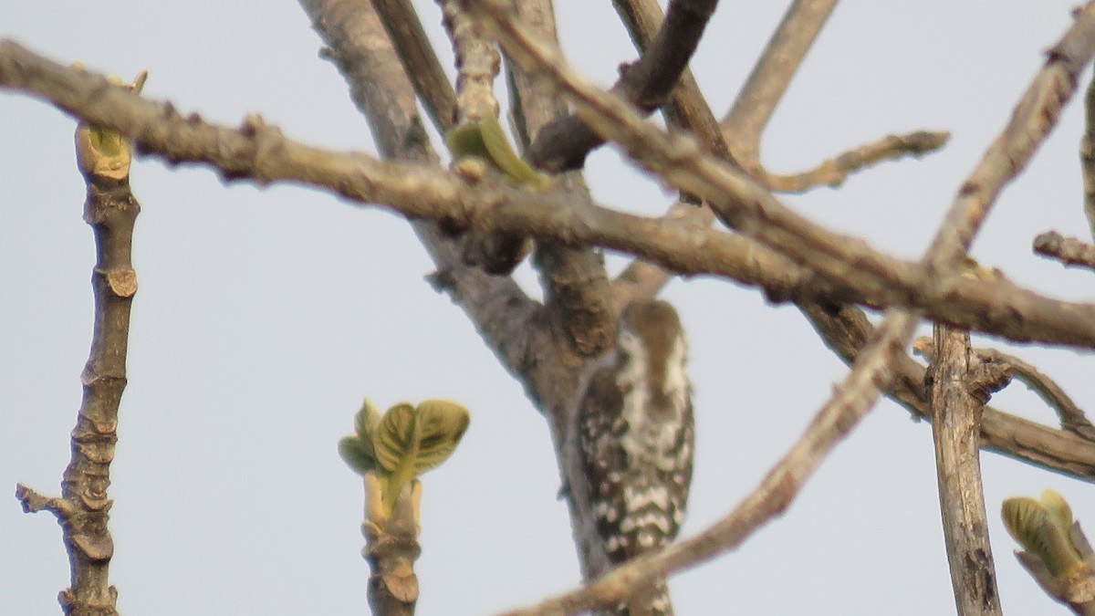 Brown-capped Pygmy Woodpecker - ML356585781