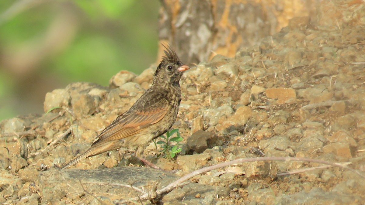 Crested Bunting - ML356586771