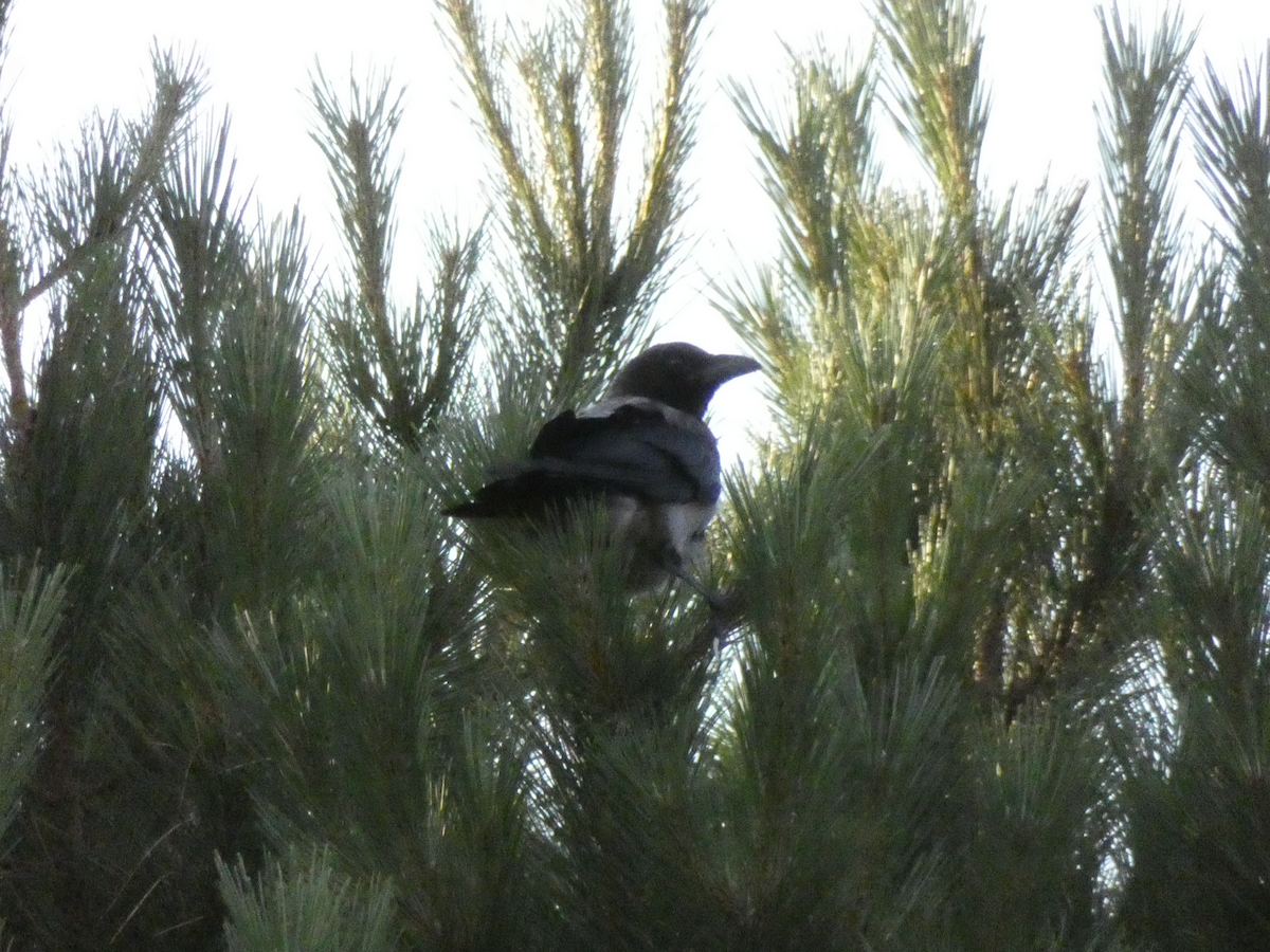 Carrion x Hooded Crow (hybrid) - ML356589431