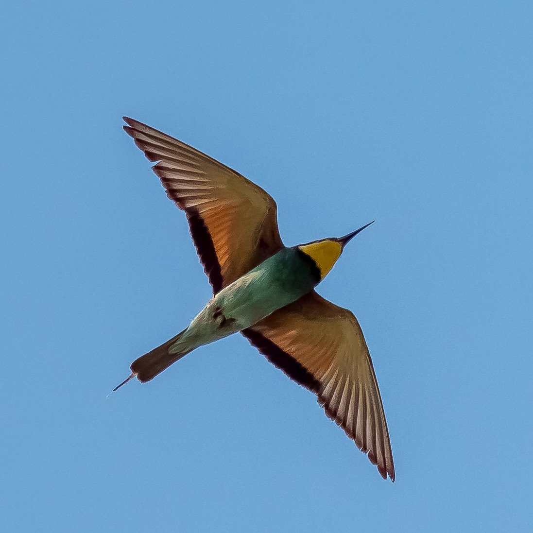 European Bee-eater - ML356591781