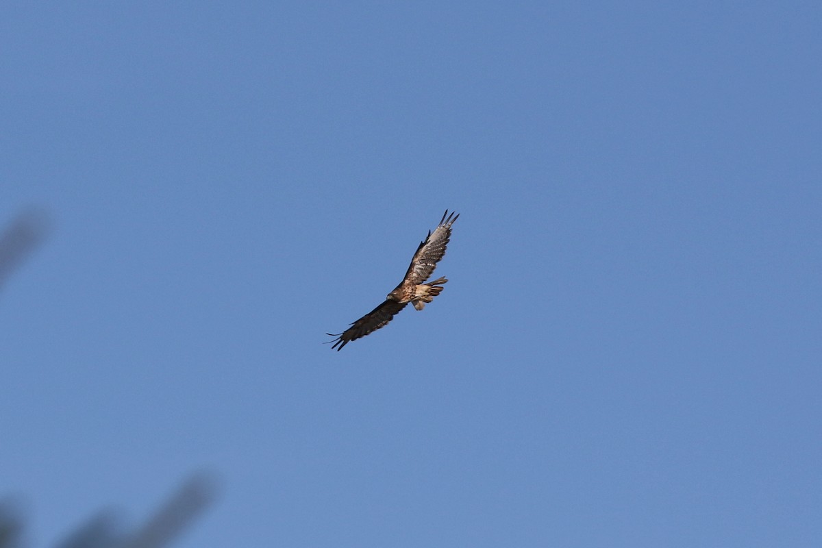 Red-tailed Hawk - ML356593571