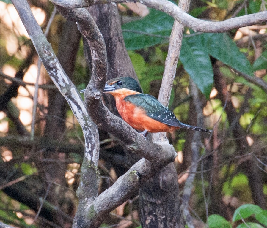 Green-and-rufous Kingfisher - David Krueper