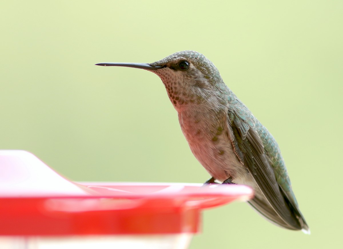 Anna's Hummingbird - ML356597401
