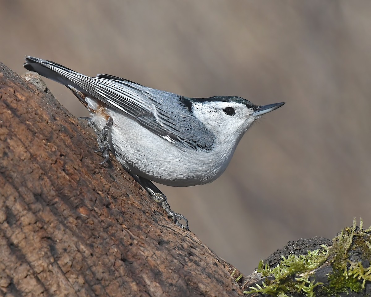 White-breasted Nuthatch - Ed McAskill