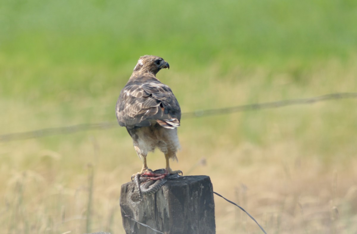 Red-tailed Hawk - ML356599461