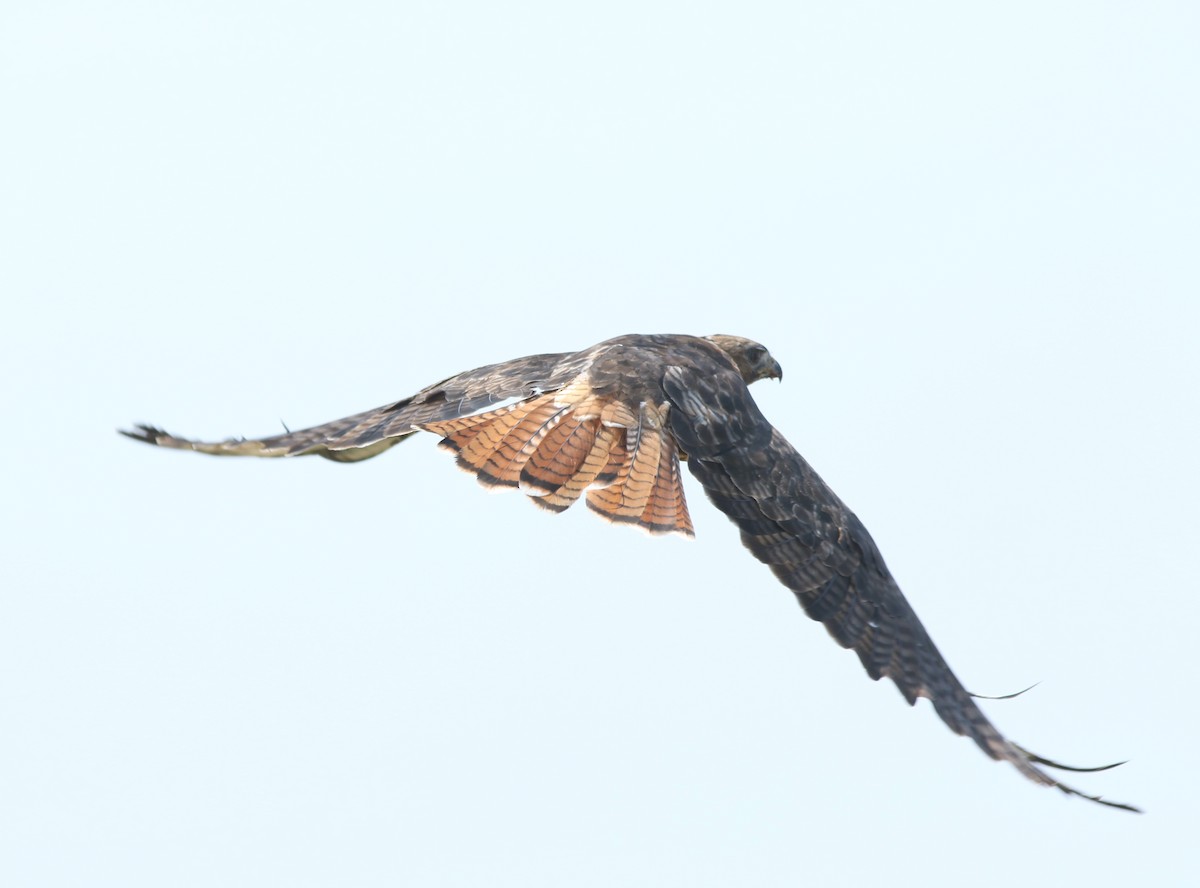 Red-tailed Hawk - ML356599481
