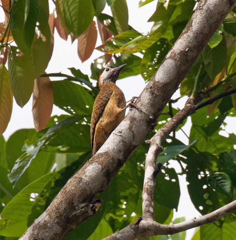 Spot-breasted Woodpecker - David Krueper