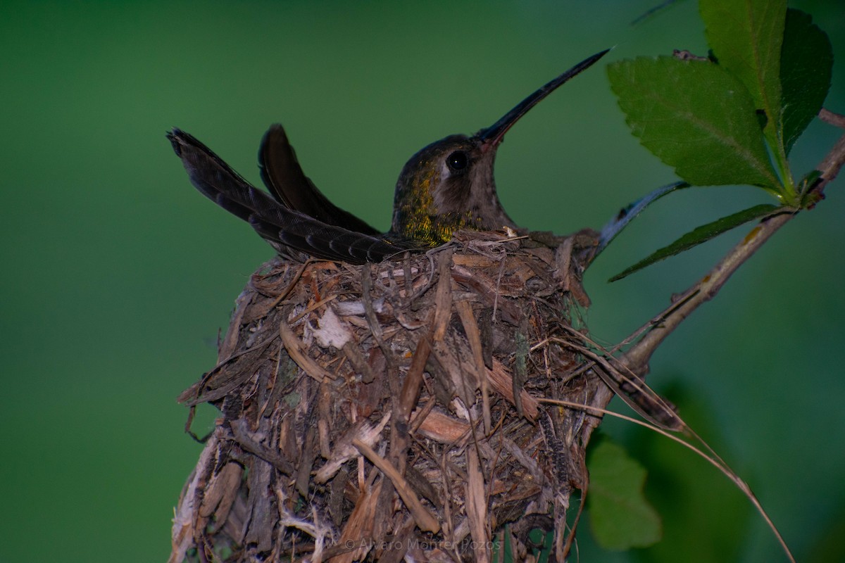 Broad-billed Hummingbird - ML356599831