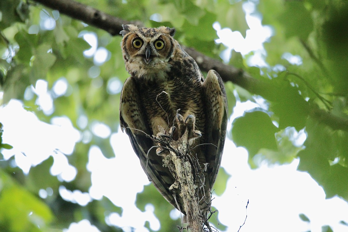 Great Horned Owl - ML356605721