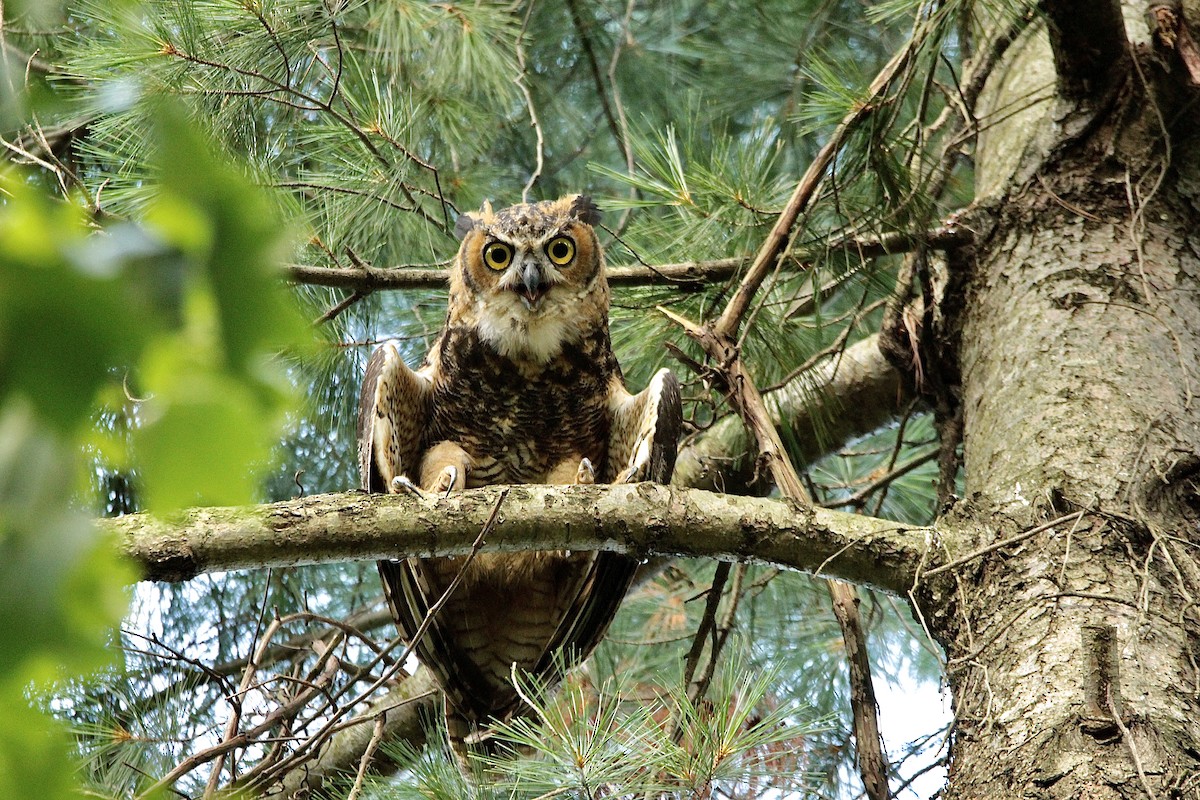 Great Horned Owl - ML356605801
