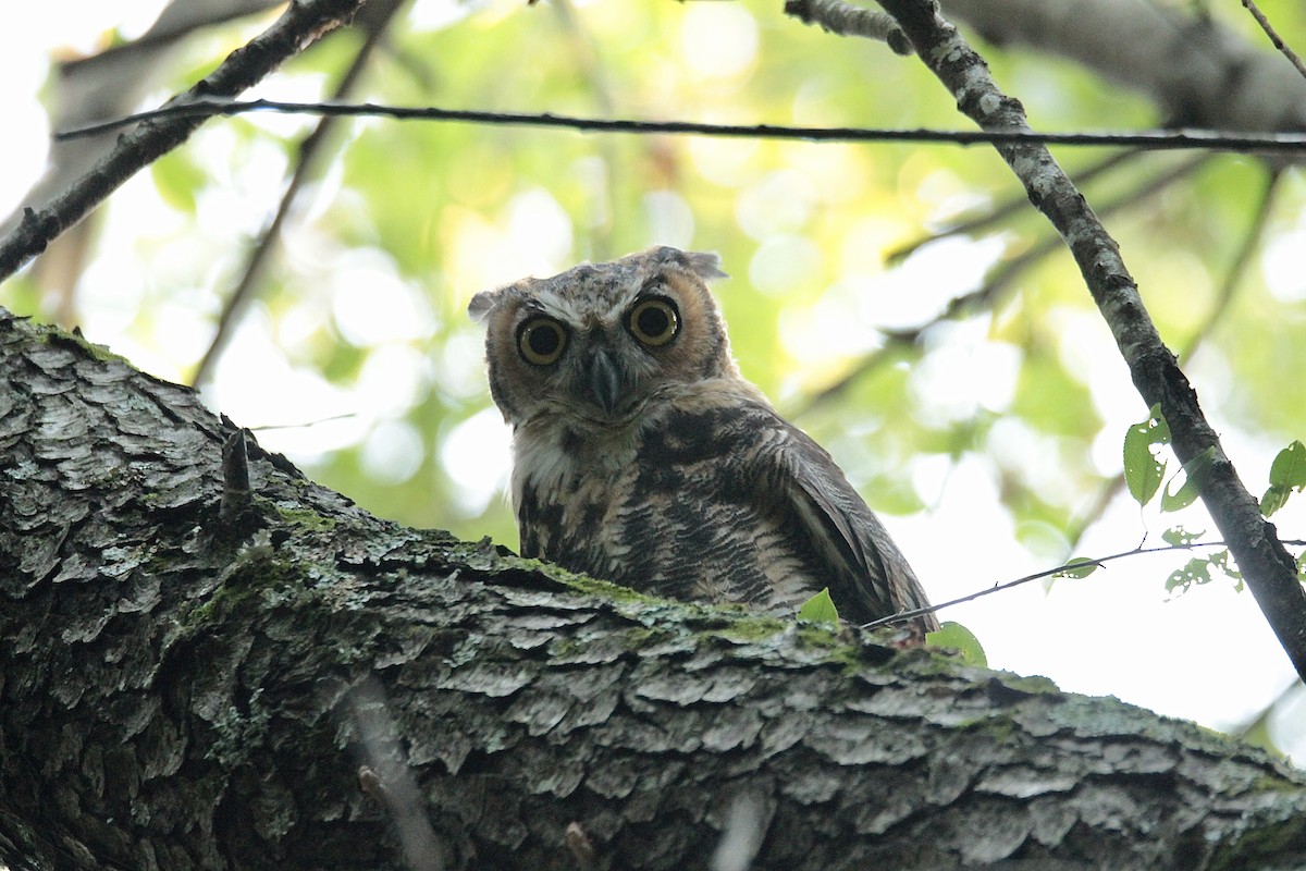 Great Horned Owl - ML356605841
