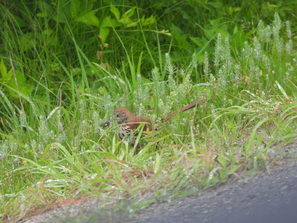 Brown Thrasher - Palm Warbler