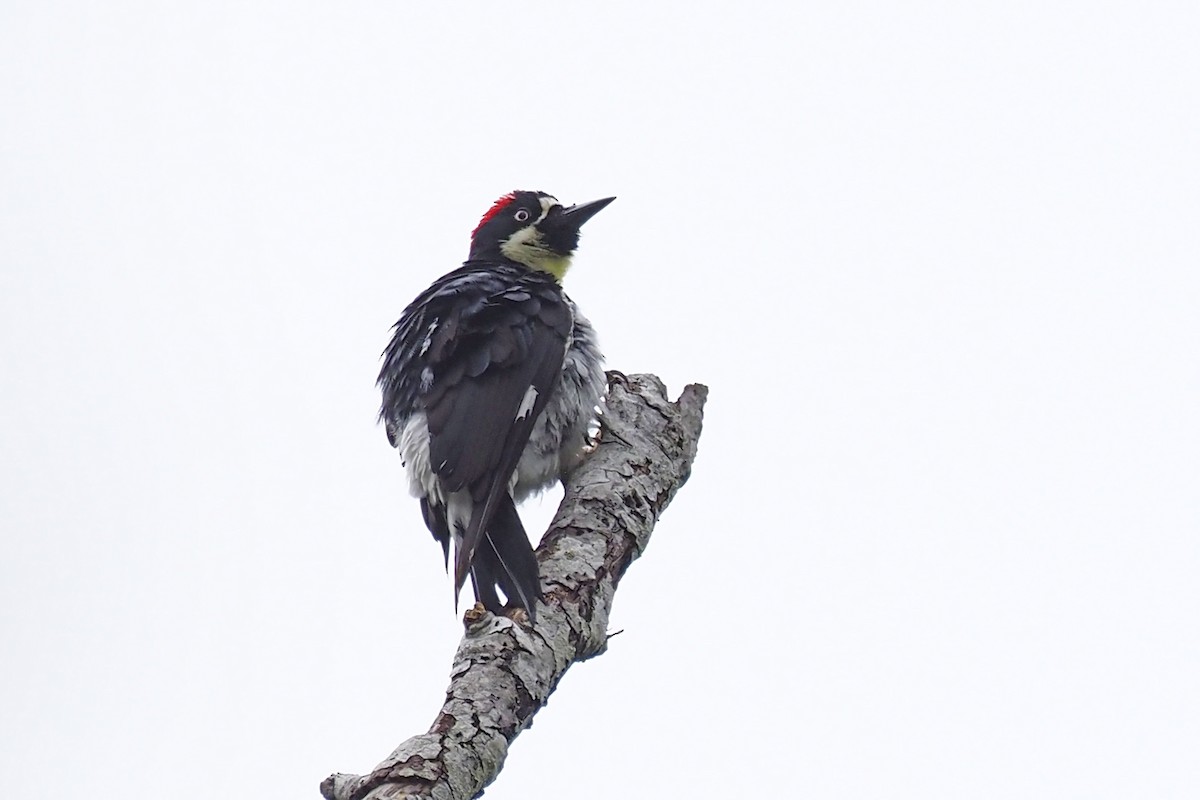 Acorn Woodpecker - ML356613291